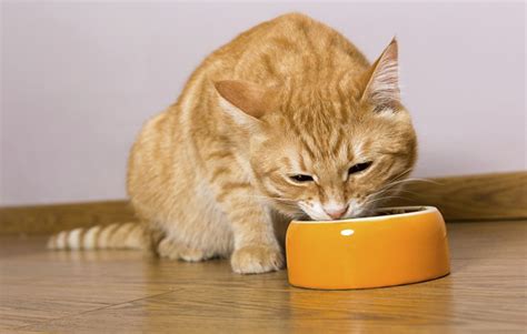 Este posibil să se administreze quamatel intravenos unei pisici cu diabet
